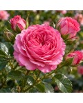 Spray Rose Sonia